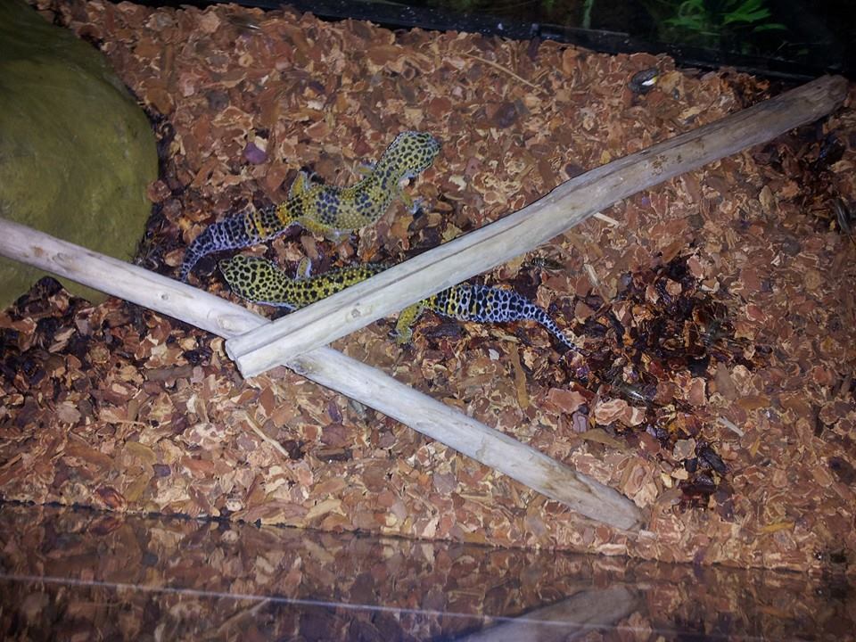 Leopard Geckos