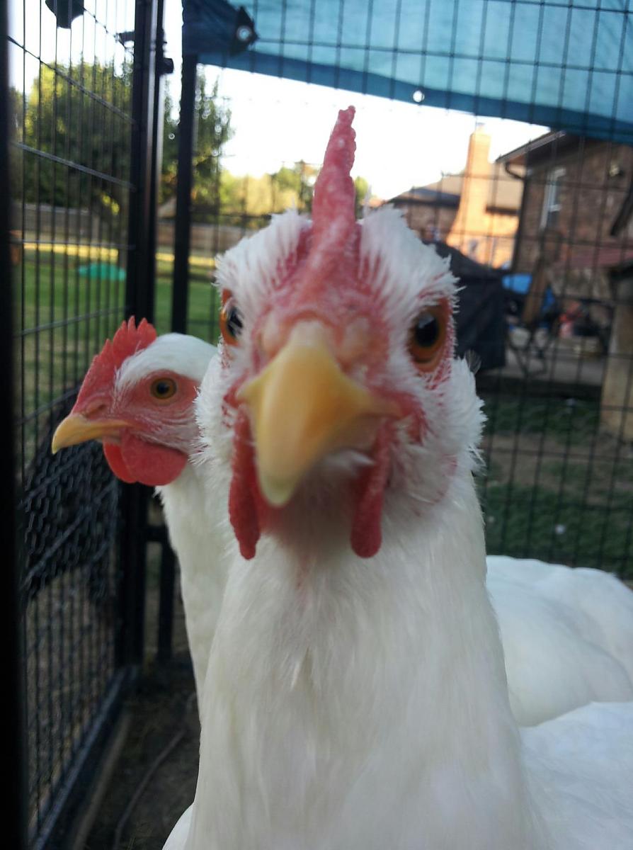 Chicken Close up
