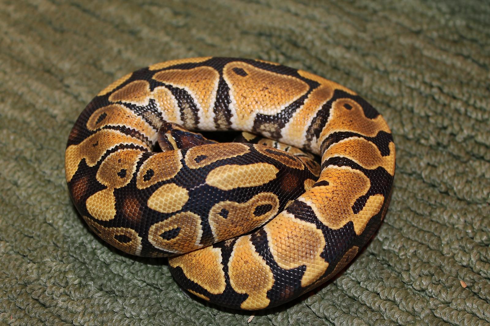 Juniper