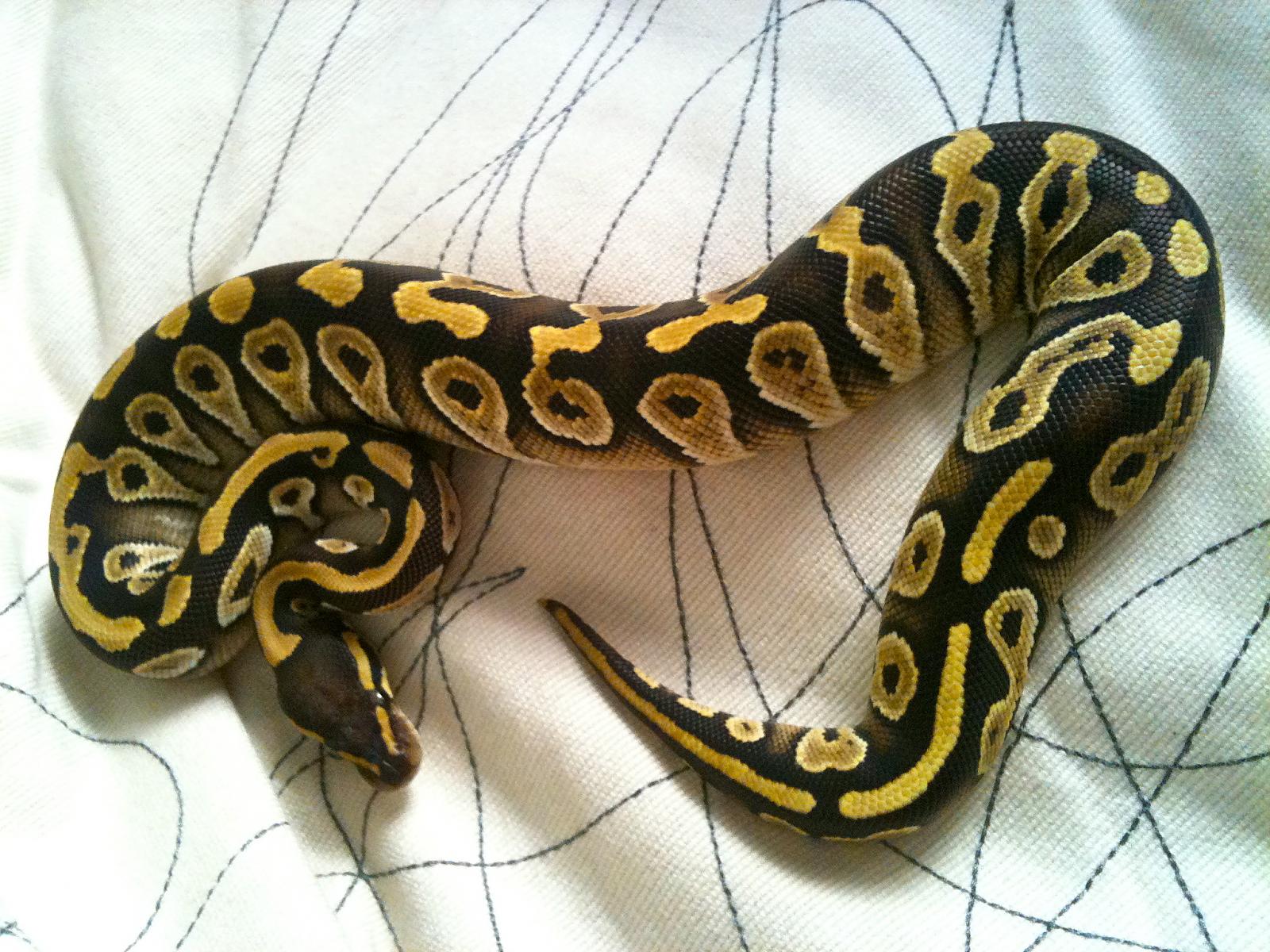 0.1 Mojave 100% het ghost