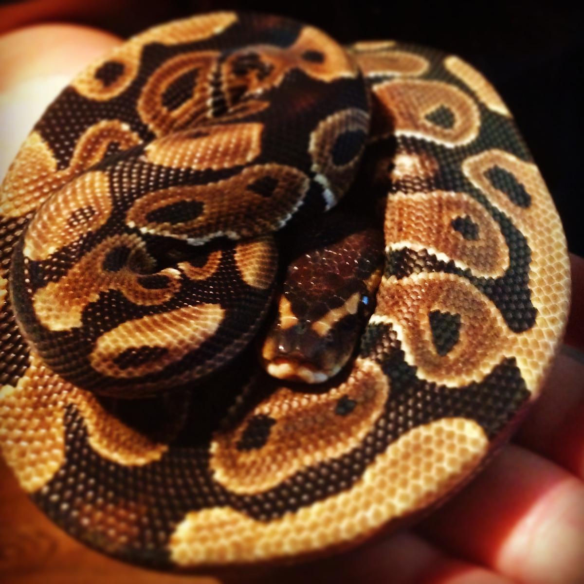 hera, 2.