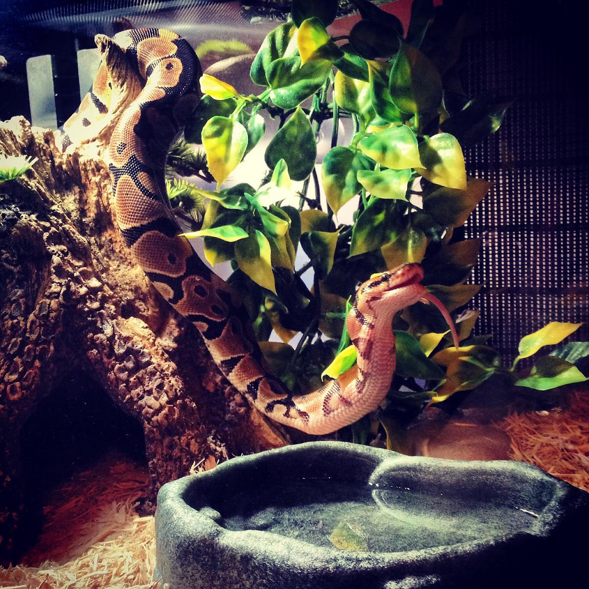 Meal time