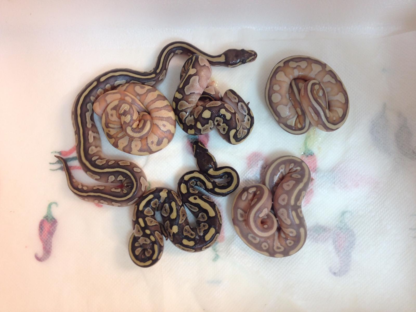 My First Clutch of the Year
