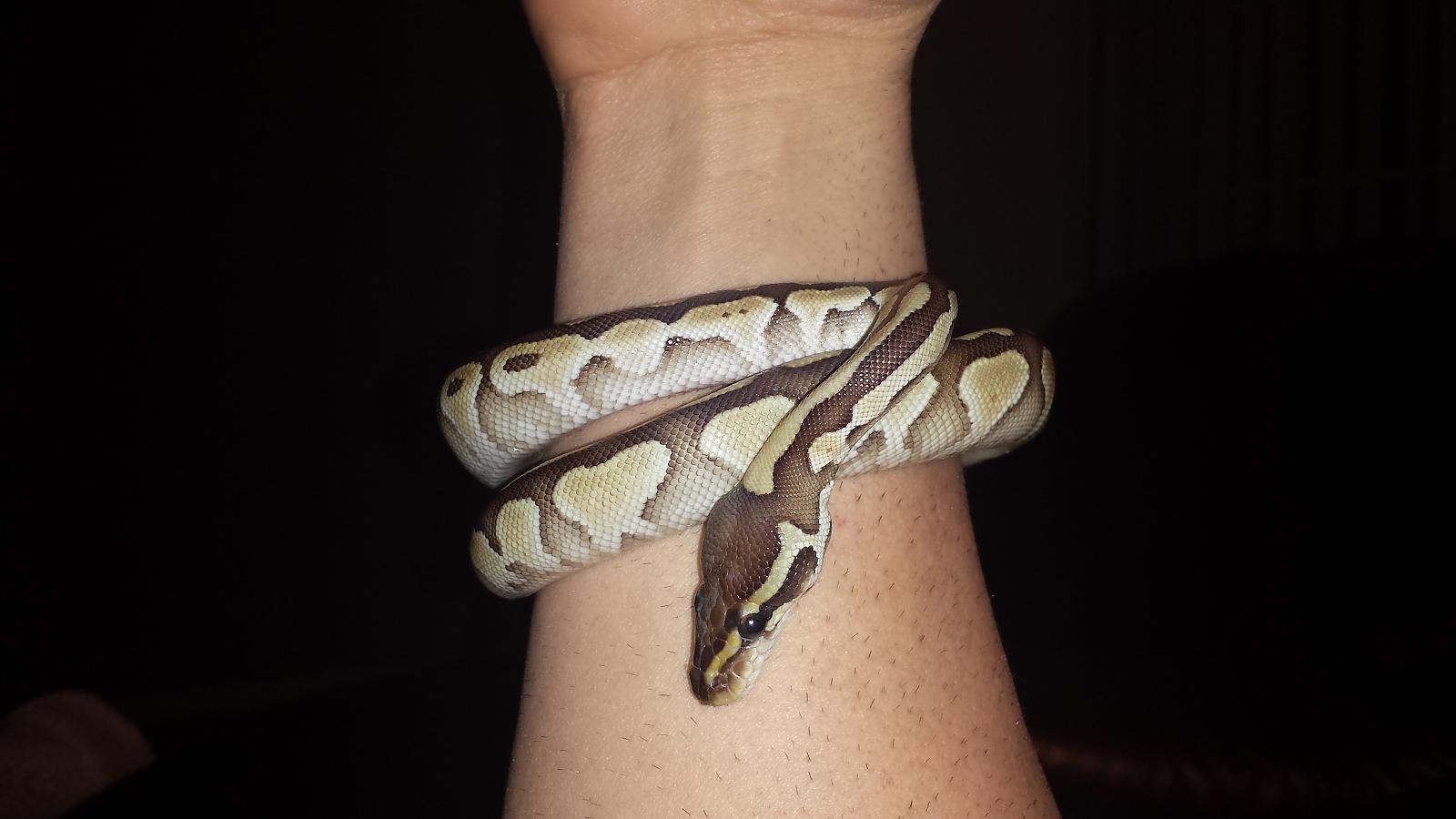 Nagini