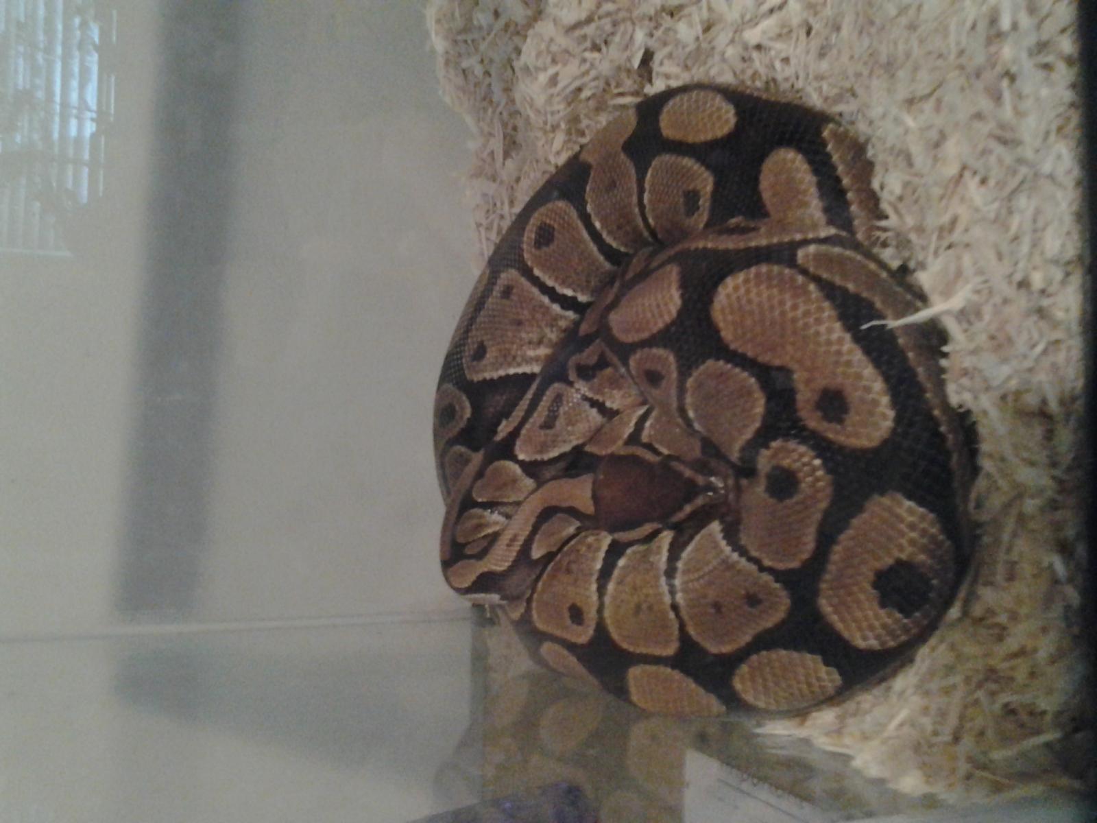 sunnyscale's snakes