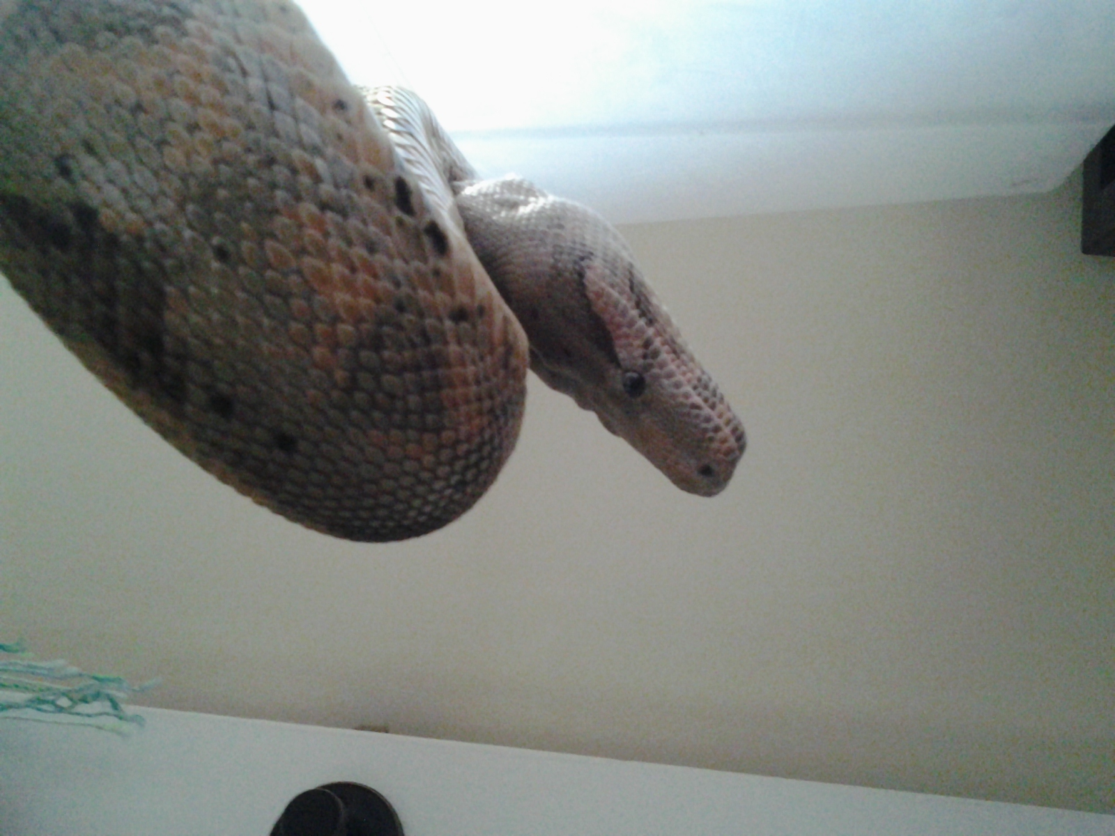 sunnyscale's snakes