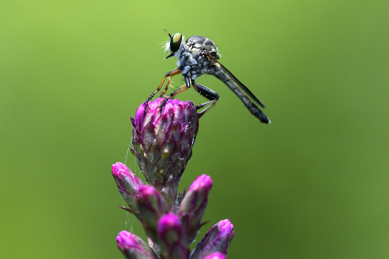 POTM insect