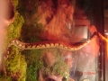 Snake   Shedd Aquarium 112