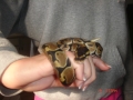 Snake   Shedd Aquarium 113