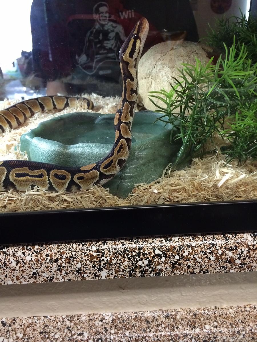 Chell the Ball Python
