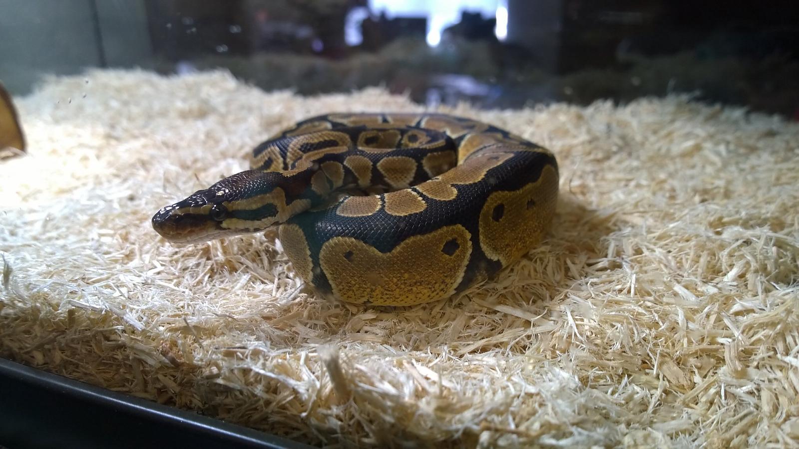 Chell the Ball Python
