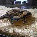 Chell the Ball Python