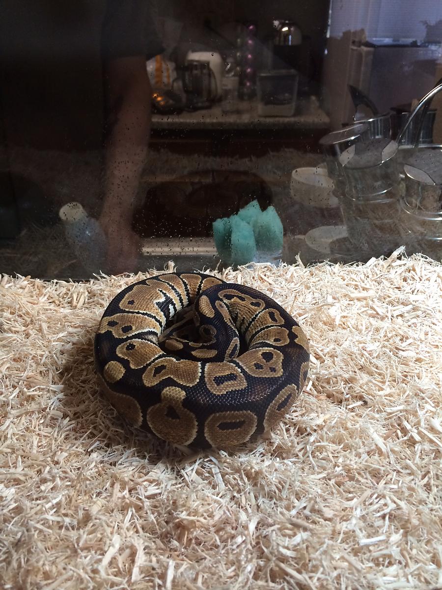 Chell the Ball Python