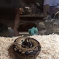 Chell the Ball Python