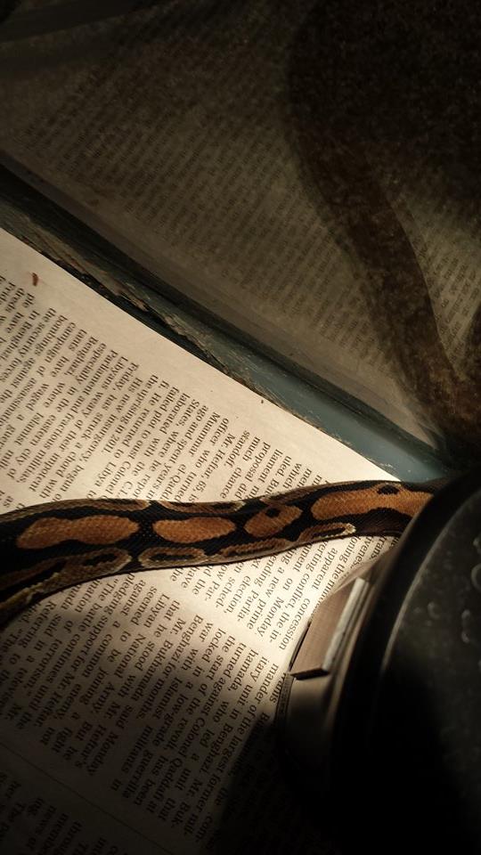 Baz (8)
