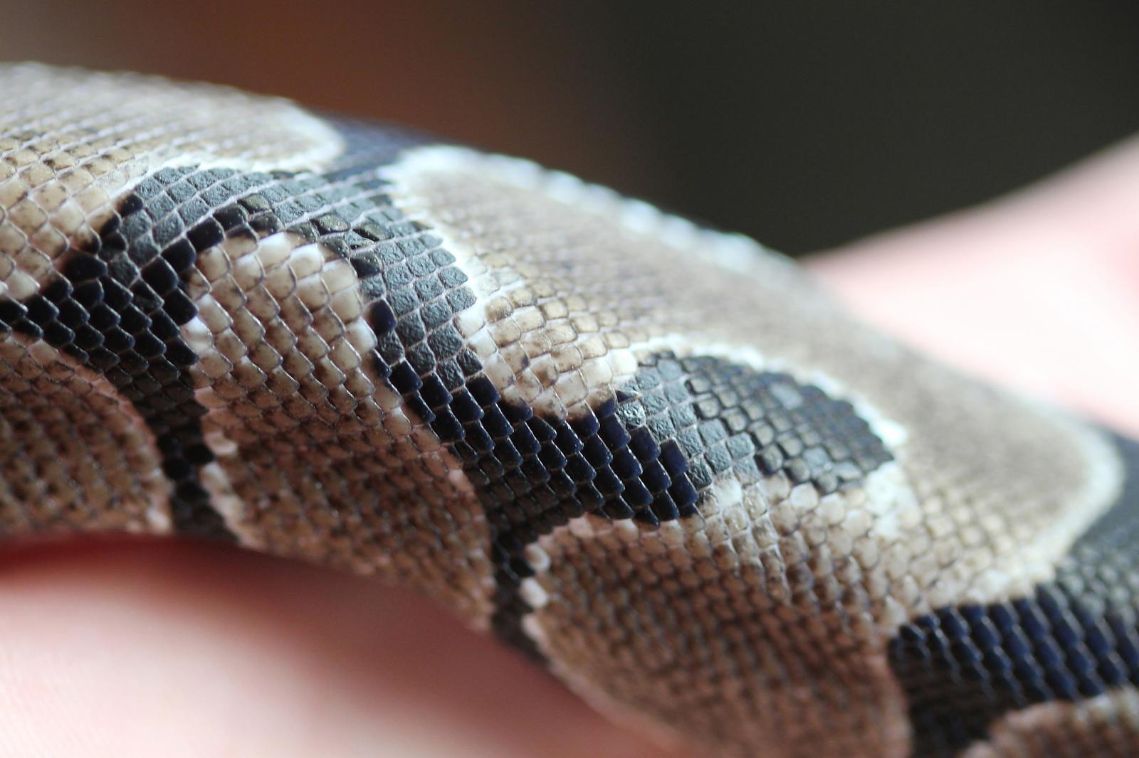Sick Axanthic?