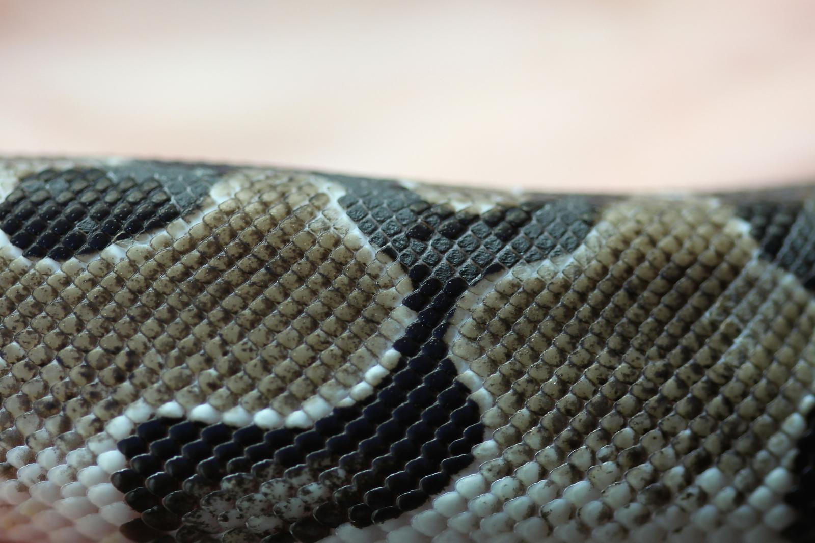 Sick Axanthic?