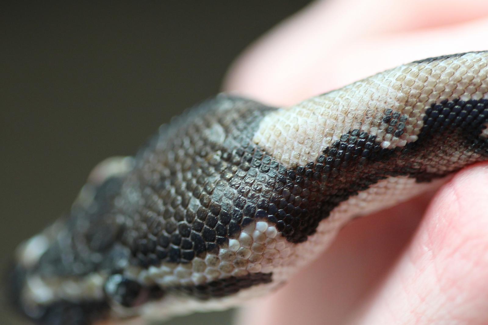 Sick Axanthic?
