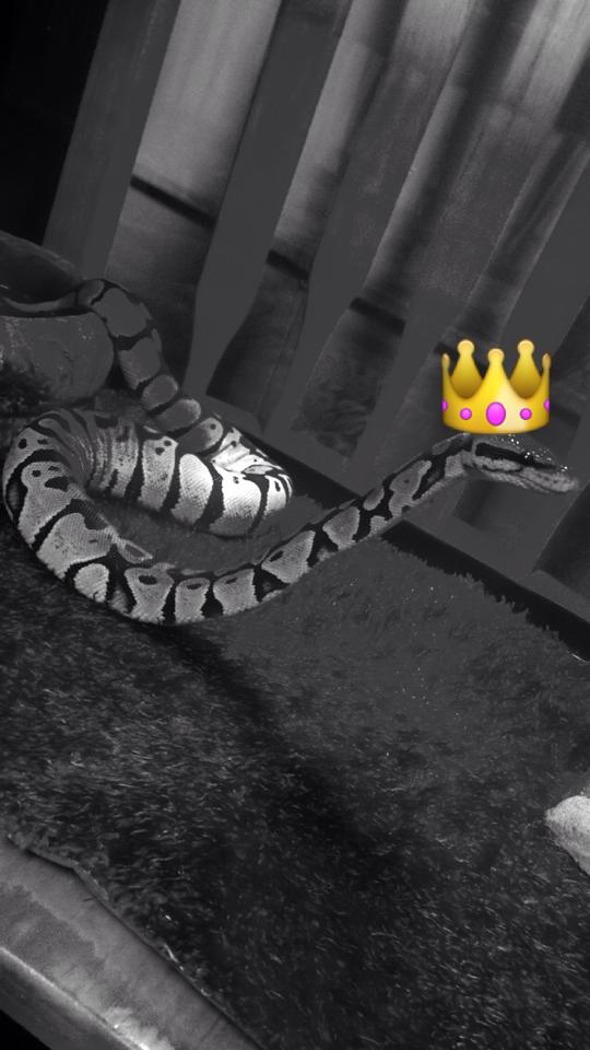 My ball python