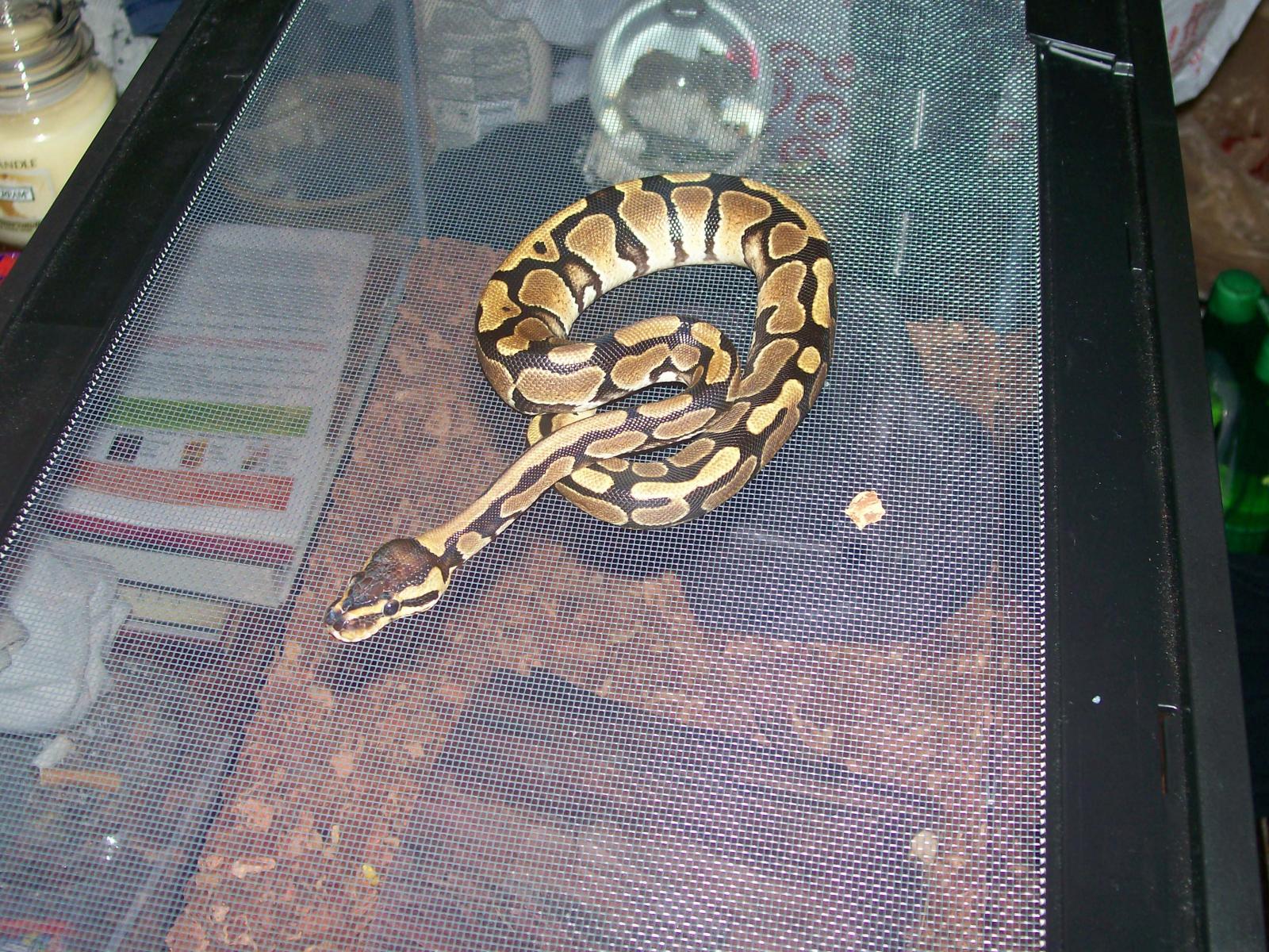 My new baby snake Kairi