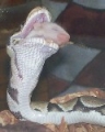 My new baby snake Kairi