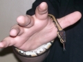 My new baby snake Kairi