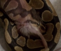 snakeeating9