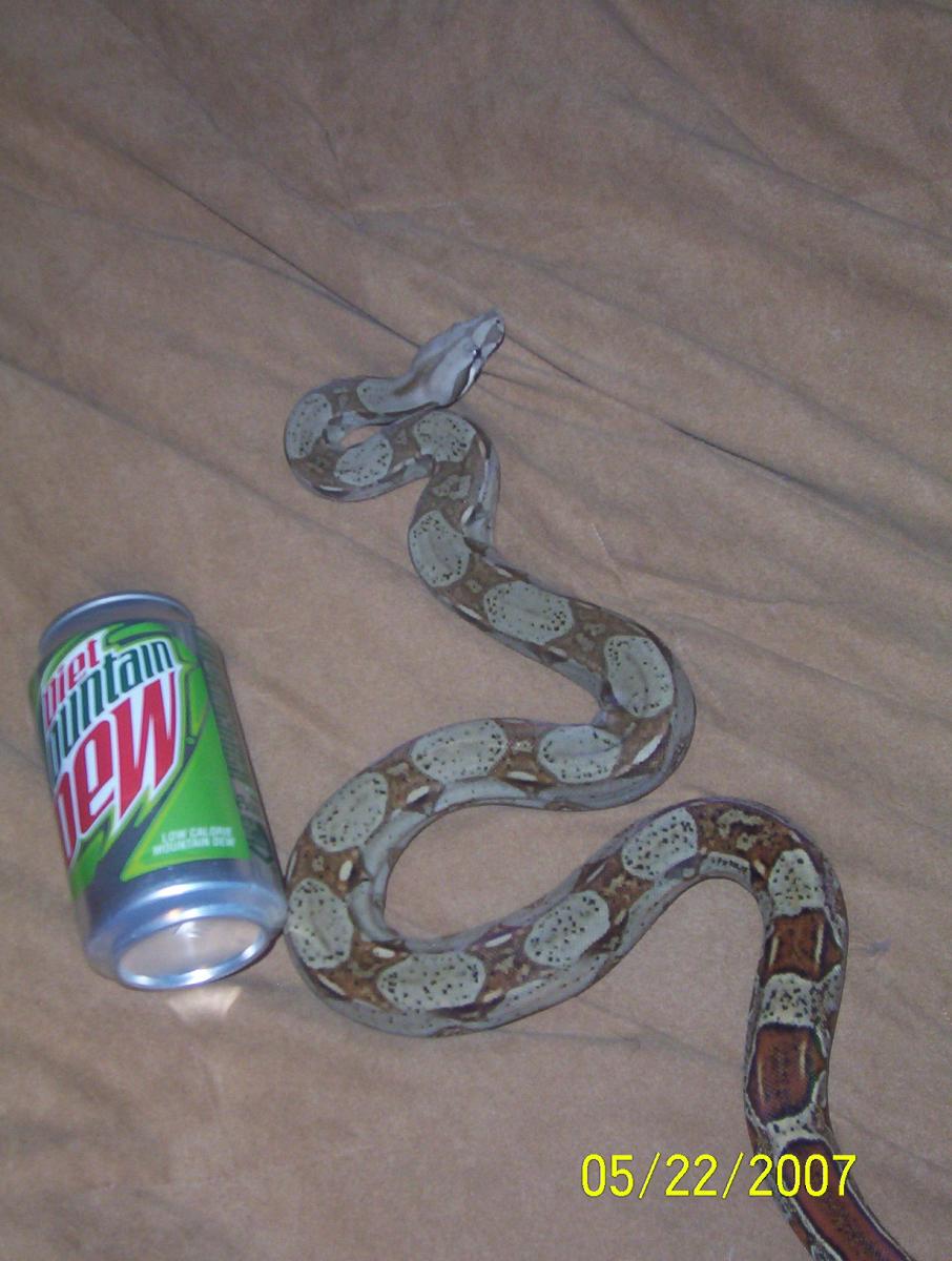 snake