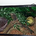 Monty's setup