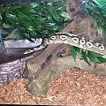 Monty exploring his setup