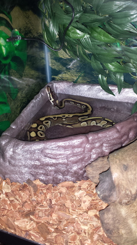 Monty having a soak.