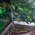 Monty having a soak.