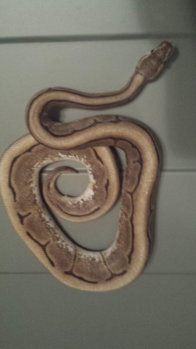 Spider GS Ball Python