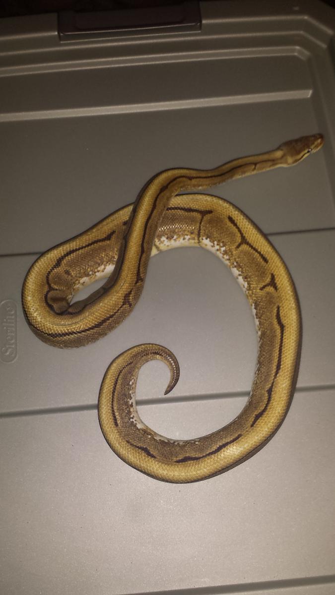 Spider GS Ball Python