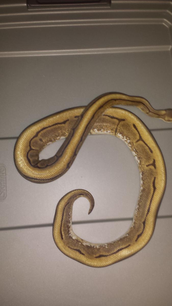 Spider GS Ball Python
