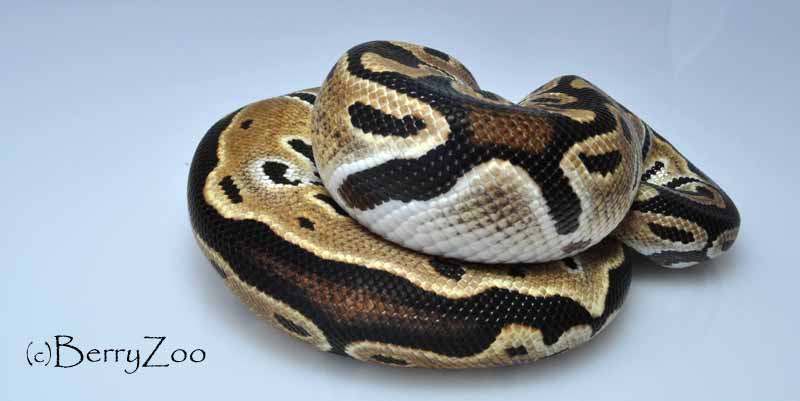 My Snakessss - 2014 05 15