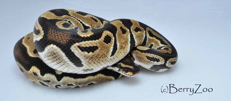 My Snakessss - 2014 05 15