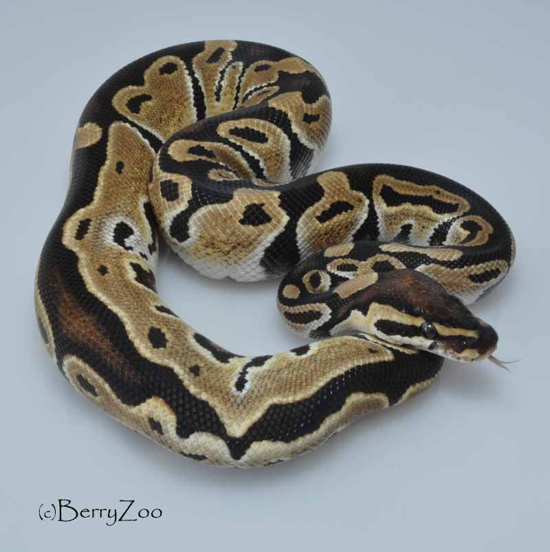 My Snakessss - 2014 05 15