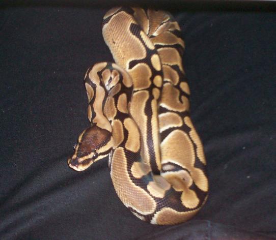 First shed!