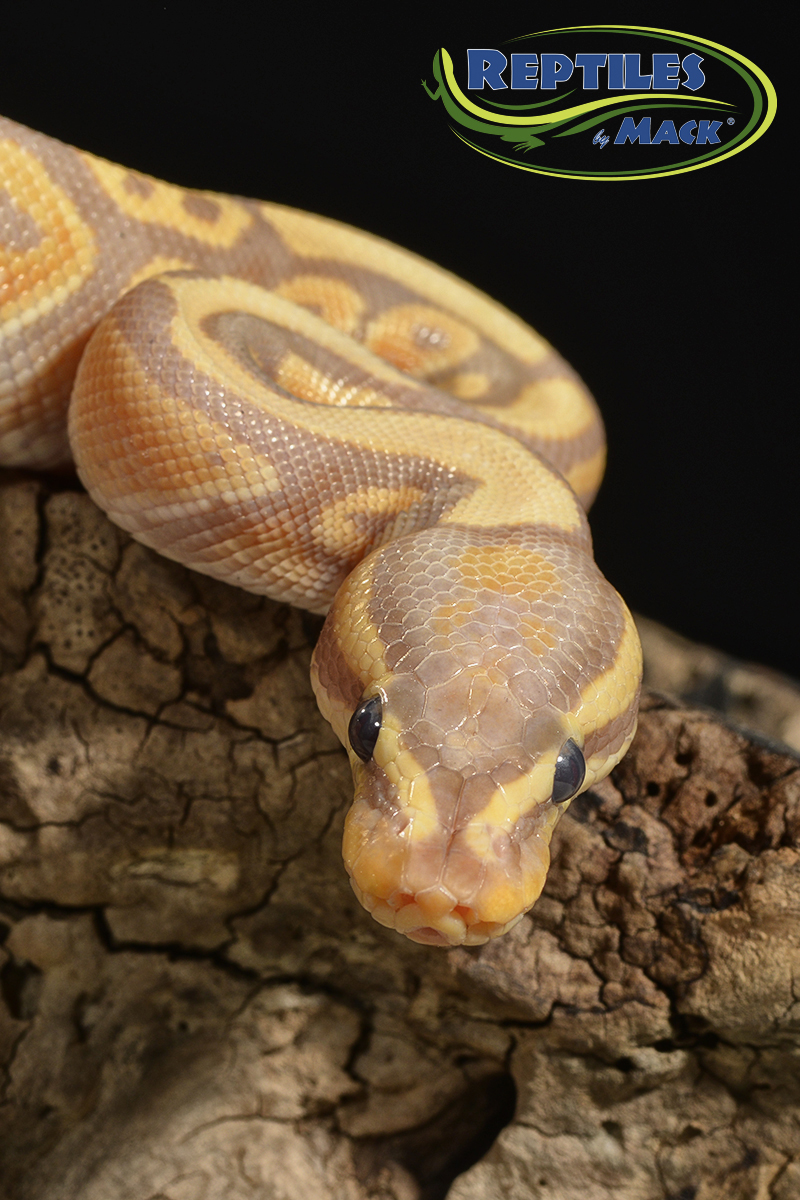 ball python - banana - juvenile 12