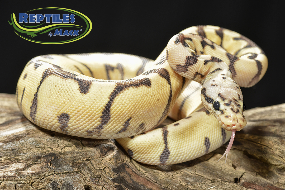 ball python - desert bumble bee - female