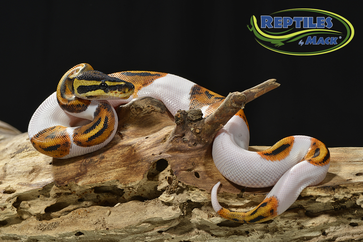 ball python - pied 4