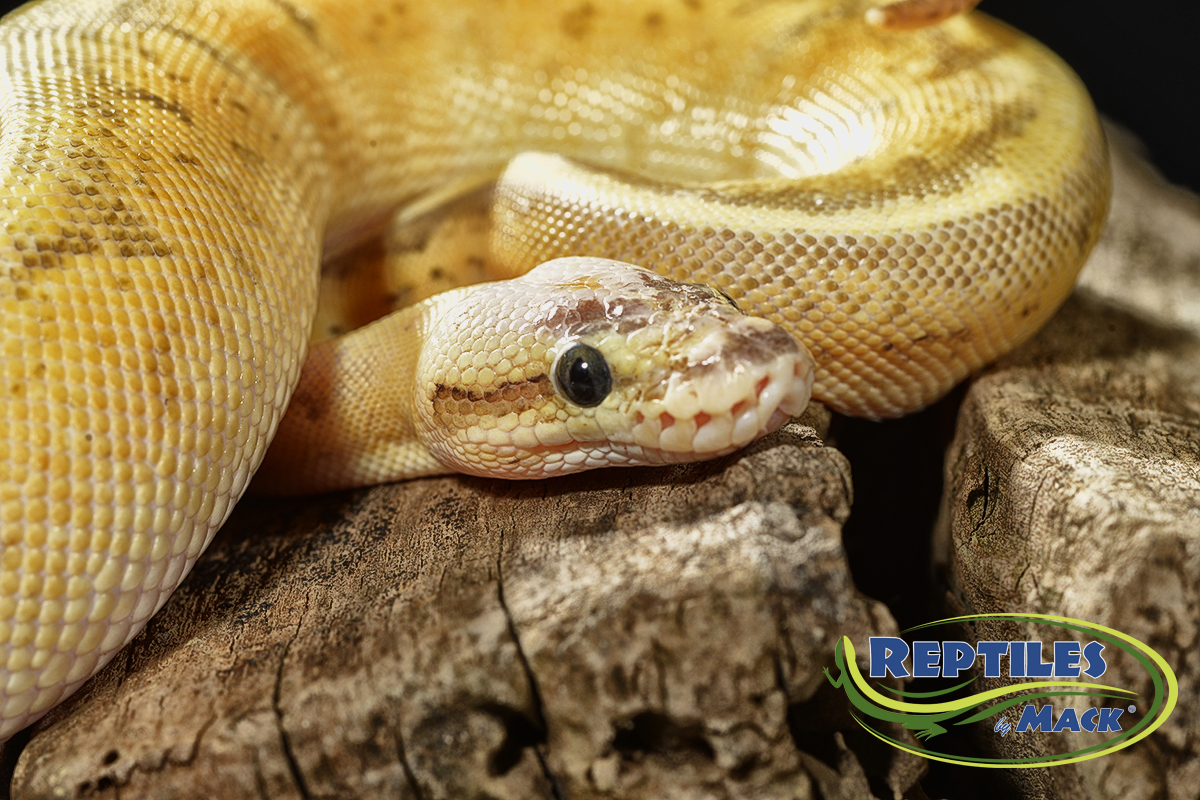 ball python - super blast - female 3