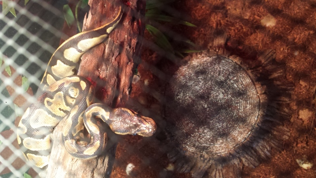 snake the dog