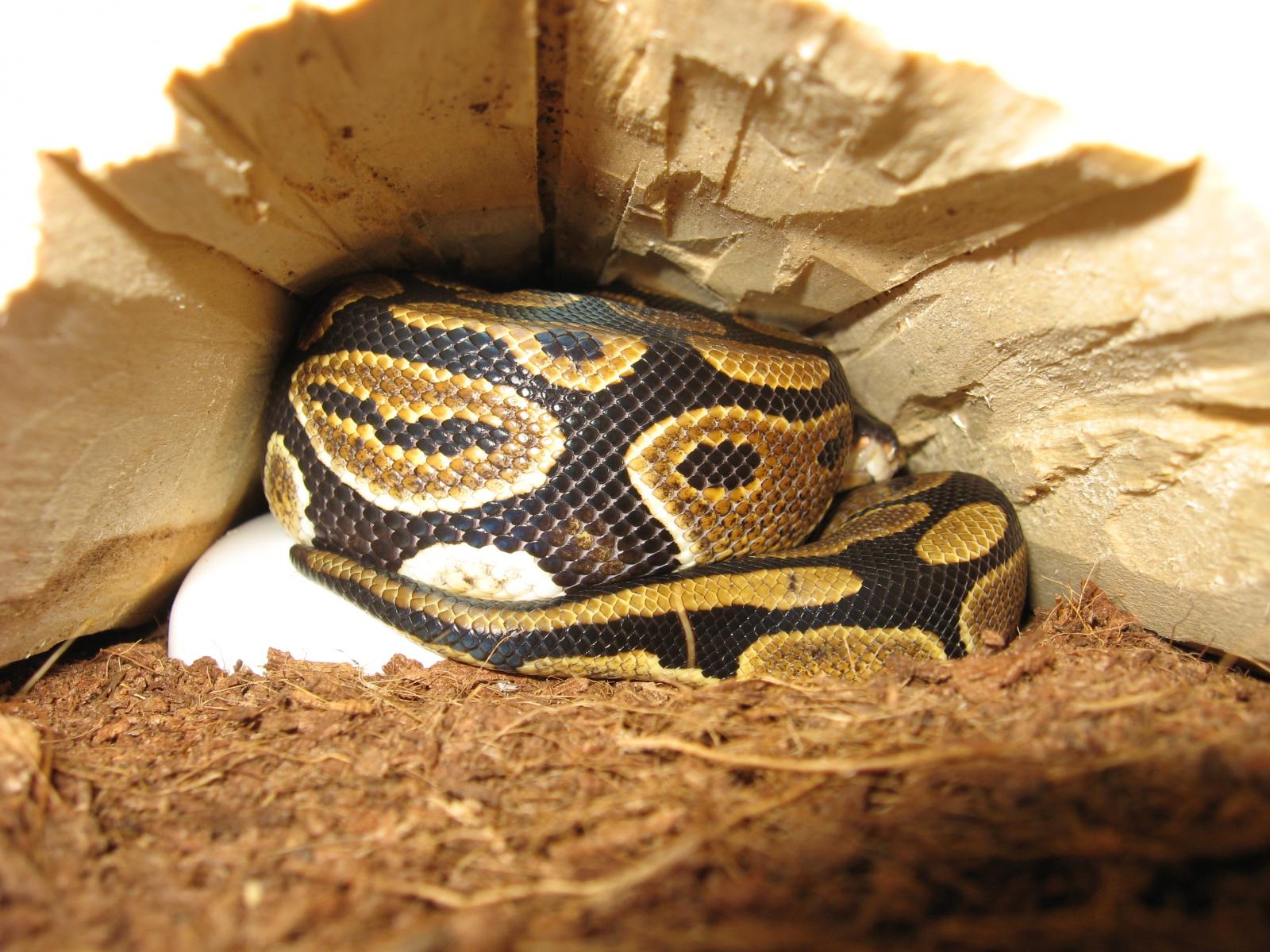willie in hide