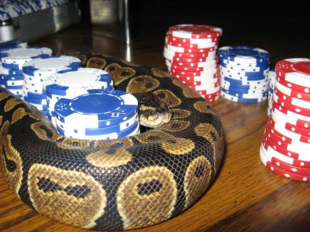 chips