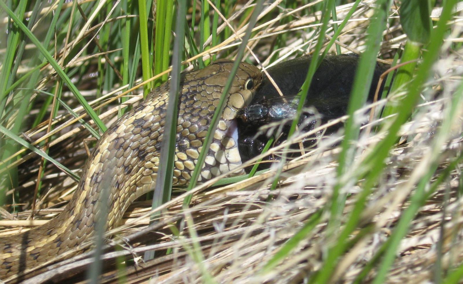 fieldgarter