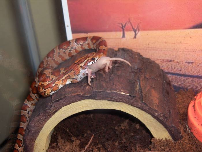 rameating2