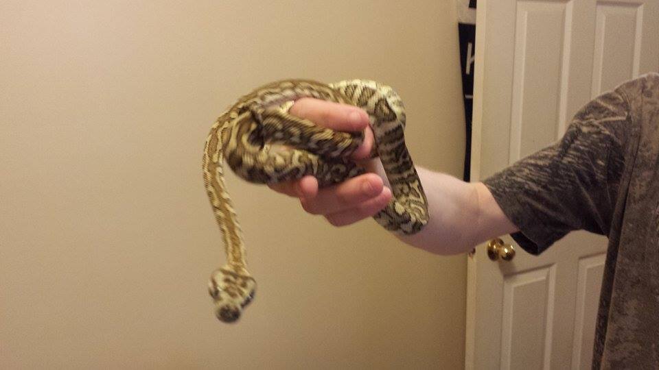 bredli carpet python
