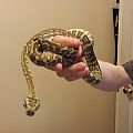 bredli carpet python